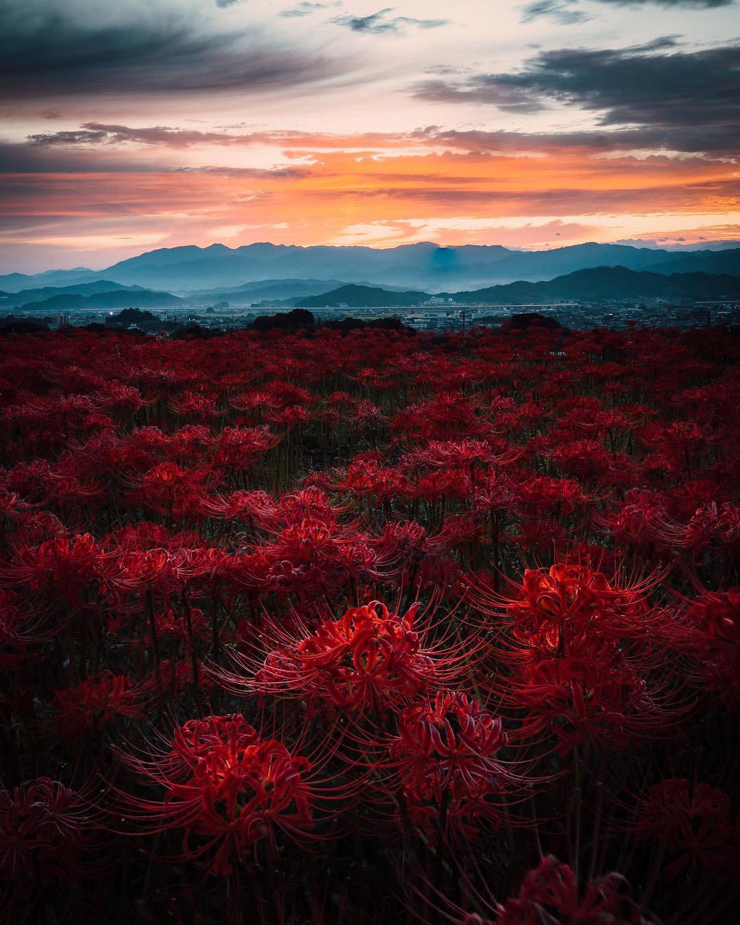 Hellojapan Photo By Wasabitool 土曜日の小旅行 今週は奈良県御所市の彼岸花 群生地に小旅行 藤浪 Wasabitool さんにとって 彼岸花が Ciao Nihon