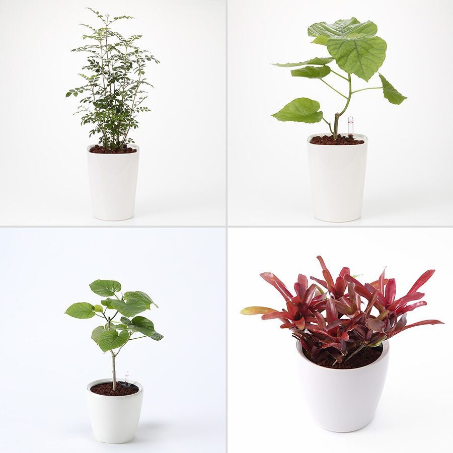 Muji無印良品 レチューザに植えた観葉植物 鉢に水位計がついているので 水やりの目安がひと目でわかります 水やりのタイミングがわからない という方におすすめです また レチュ Ciao Nihon